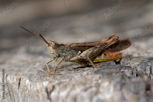 Grasshopper, Orthoptera, Caelifera © Maciej Olszewski