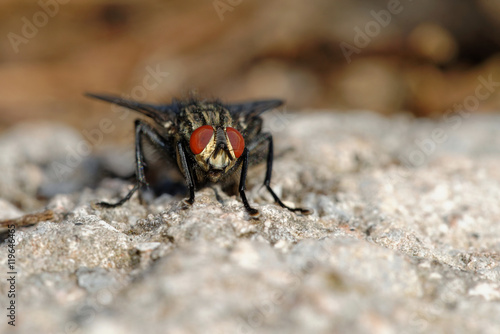 Flesh-fly, Flesh Flies, Fly © Maciej Olszewski