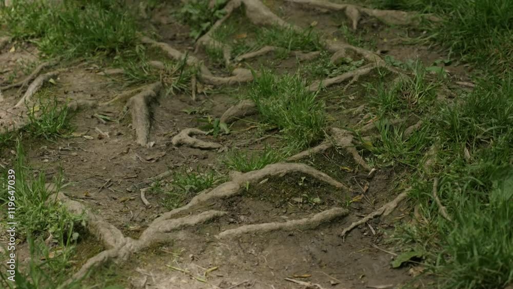 Complex of tree vascular plants roots above the soil 4K 2160p 30fps UltraHD tilting footage - Interwined tree roots deep in the forest close-up slow tilt 4K 3840X2160 UHD video Complex of tree vascular plants roots above the soil 4K 2160p 30fps UltraHD tilting footage - Interwined tree roots deep in the forest close-up slow tilt 4K 3840X2160 UHD video
