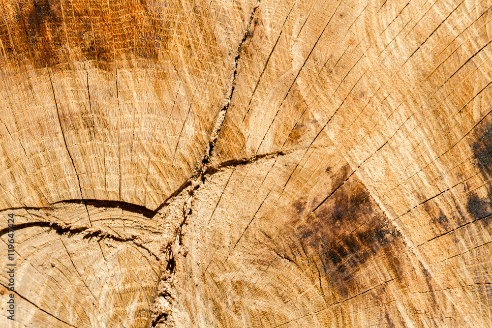 Naklejka premium Close-up of tree trunk cut with sawing marks