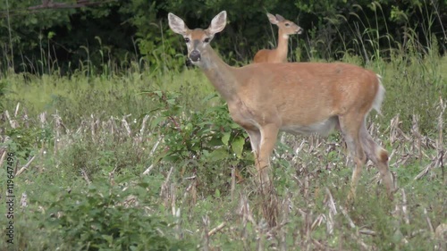 White tailed deer feeding  on the farm field