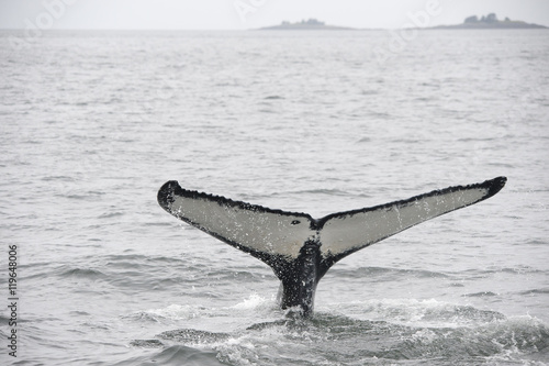Humpback Whale Fluke, Alaska © Betty Sederquist