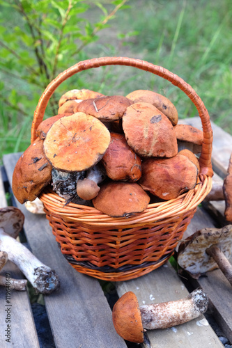 Still life with many edible mushrooms in brown wicker basket on wooden table closeup wooden table. Front view outdoors vertical against green grass