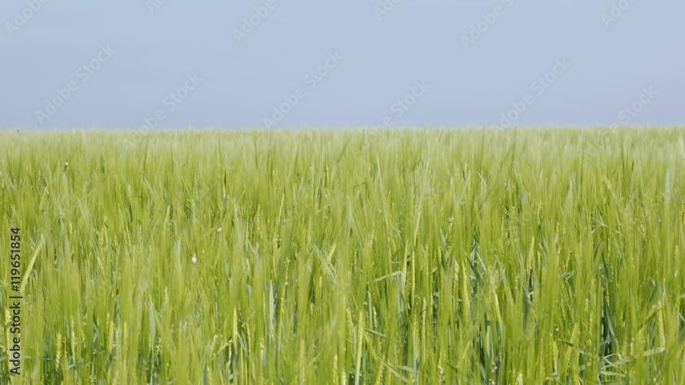 Farming green fields of wheat young plants slow motion 1080p HD footage - Triticum genus food cereals plantation on windy day slow-mo 1920X1080 FullHD video Farming green fields of wheat young plants slow motion 1080p HD footage - Triticum genus food cereals plantation on windy day slow-mo 1920X1080 FullHD video
