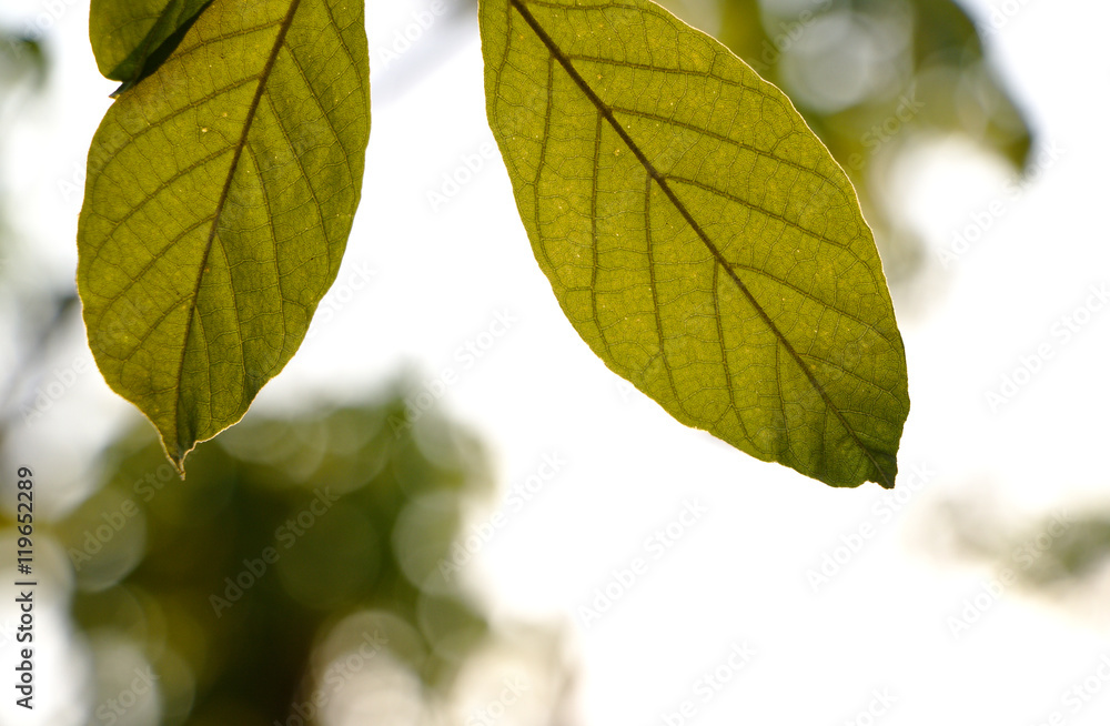 Green tree leaves translucent under morning sunlight.