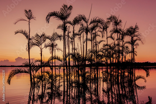 Palm Tree Silhouetted, Amazonian Jungle