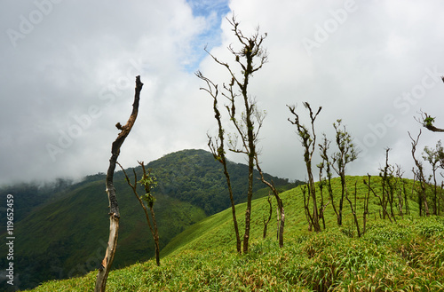 dead trees in grass field which are situated on the top of mountain. © misspin