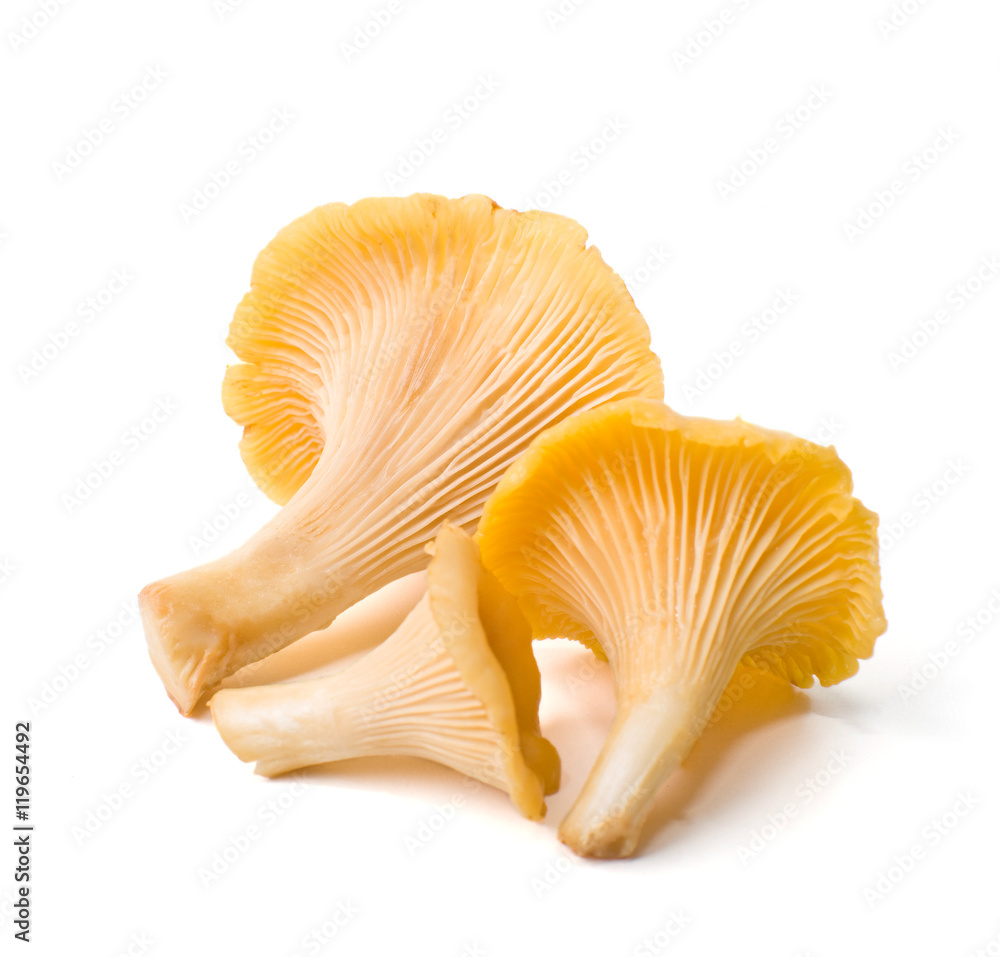 Cantharellus cibarius isolated on white background Cantharellus cibarius isolated on white background