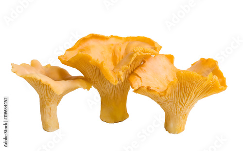 Cantharellus cibarius isolated on white background