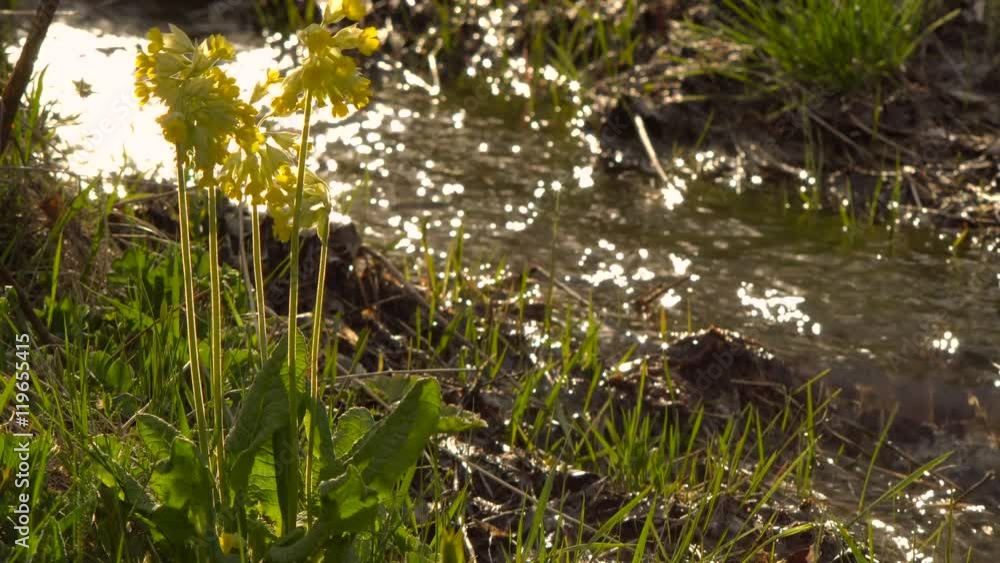 Yellow Wild Primrose on a Background Bokeh Solar Flare. Mountain Brook Middle Plan. Yellow Wild Primrose on a Background Bokeh Solar Flare. Mountain Brook Middle Plan.