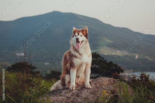Siberian husky and beautiful view of mountains