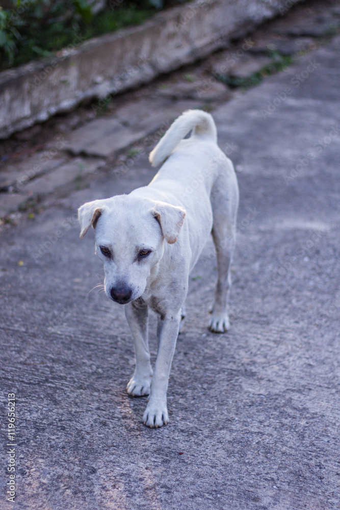 thai white stray dog in lawn