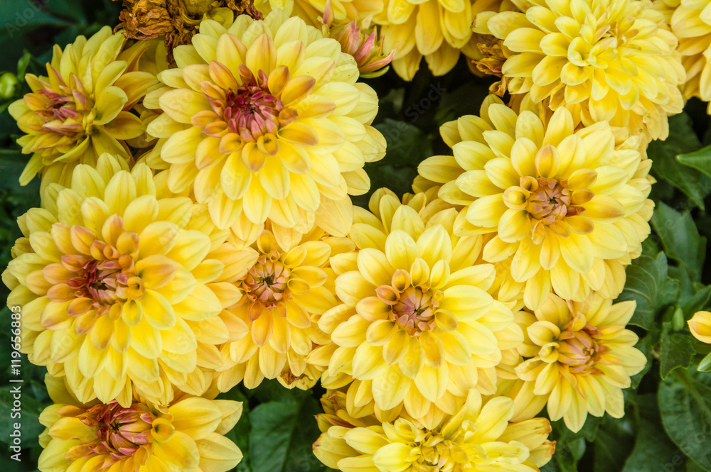 Yellow chrysanthemum floers in bloom Yellow chrysanthemum floers in bloom