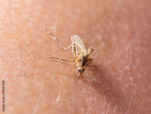 Macro of biting mosquito on the skin photo