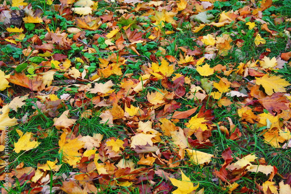 Colorful background with fallen autumn leaves Colorful background with fallen autumn leaves