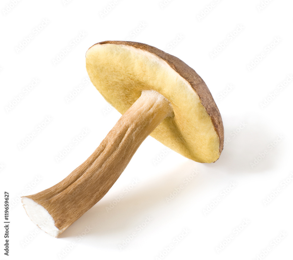 mushroom xerocomus isolated on white background