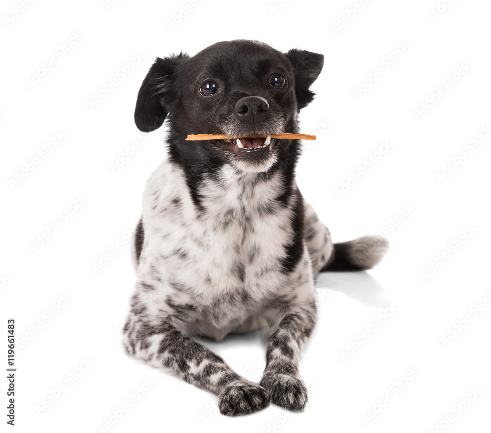 Dog With A Stick In Mouth Dog With A Stick In Mouth