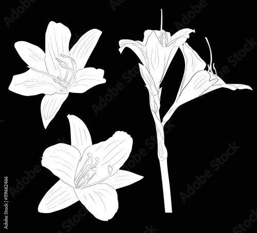three lily white sketches isolated on black