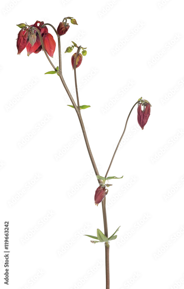dark red garden flower on white dark red garden flower on white