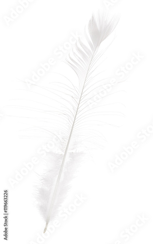 light isolated long straight peacock feather