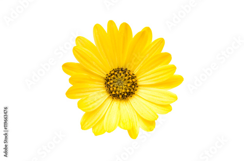 Yellow Osteospermum Flower Daisy Isolated