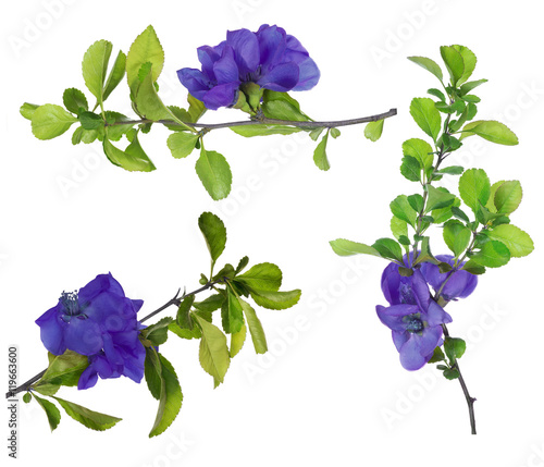 Fototapeta Naklejka Na Ścianę i Meble -  isolated purple blossoming branches set