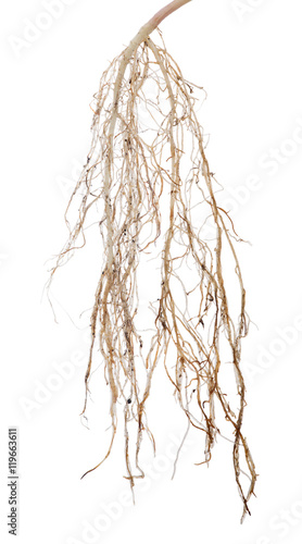 Plakat isolated on white plant lush root