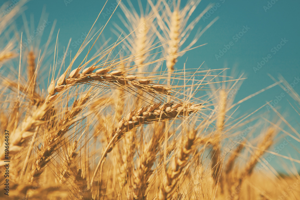 Golden wheat field, harvest and farming Golden wheat field, harvest and farming