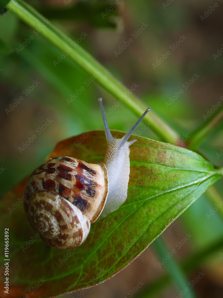 Curious snail in the garden on green leaf Curious snail in the garden on green leaf