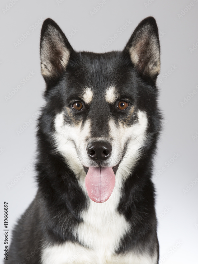 Siberian husky portrait. Image taken in a studio.