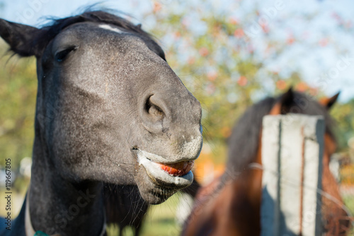 Fototapeta Naklejka Na Ścianę i Meble -  portrait of a horse eats apples, feeding, selective focus on the