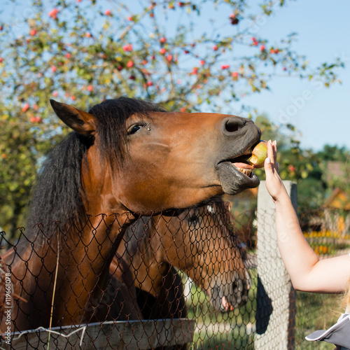 Fototapeta Naklejka Na Ścianę i Meble -  portrait of a horse eats apples, feeding, selective focus
