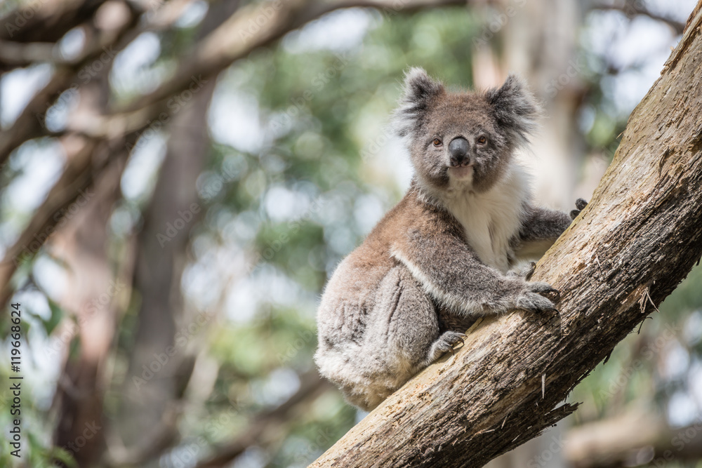 Fototapeta premium Koala wildlife in Oatway national park, Australia.