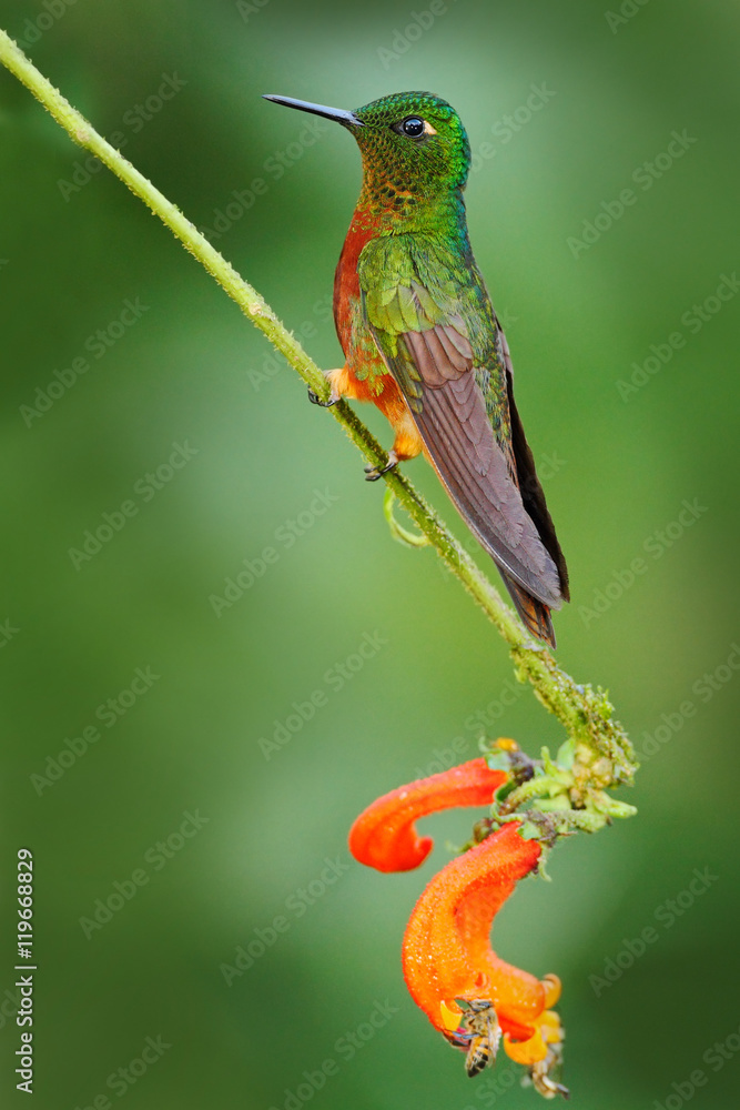 Fototapeta premium Bird from Ecuador. Orange and green bird in the forest. Hummingbird Chestnut-breasted Coronet, Boissonneaua matthewsii in the forest. Hummingbird from Peru clouds forest. Hummingbird sitting on trunk.