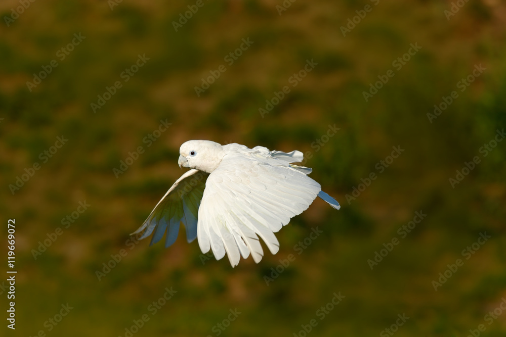 Flying white parrot. Solomons cockatoo, Cacatua ducorpsii, flying white exotic parrot, bird in the nature habitat, action scene from wild, Australia. Bird in fly. White animal from forest. Flying white parrot. Solomons cockatoo, Cacatua ducorpsii, flying white exotic parrot, bird in the nature habitat, action scene from wild, Australia. Bird in fly. White animal from forest.