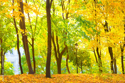 Autumn forest or park
