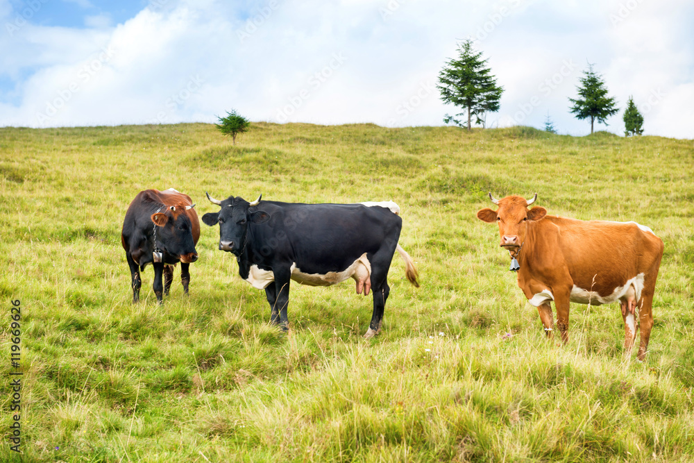 Cows on the green field Cows on the green field