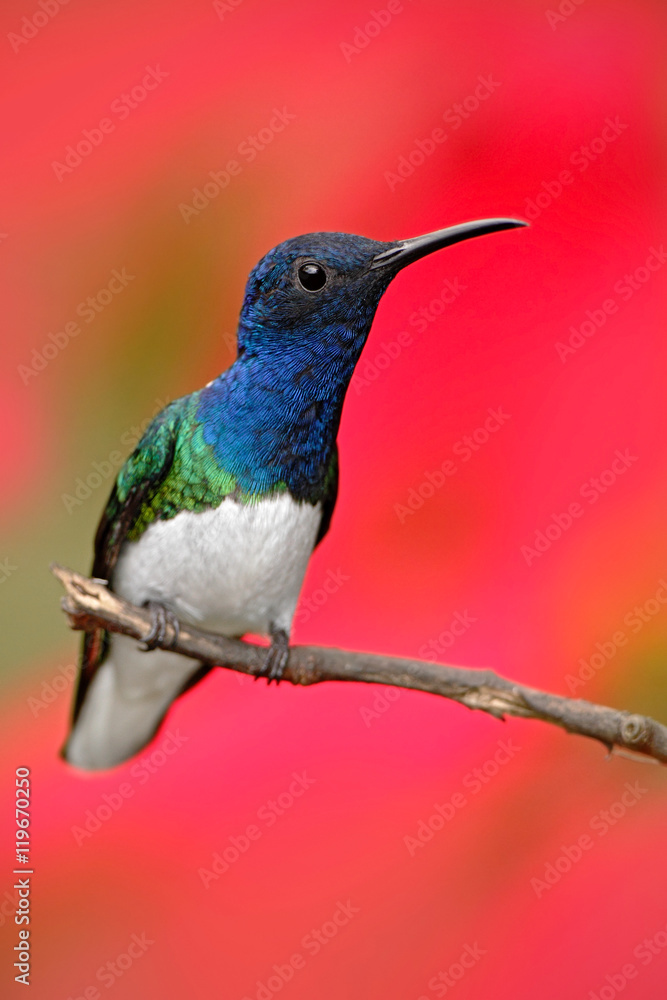 Fototapeta premium Hummingbird White-necked Jacobin, Florisuga mellivora, sitting next to beautiful red hibiscus flower with green bloom background, Tandayapa, Ecuador. Exotic tropic bird with red flower bloom.
