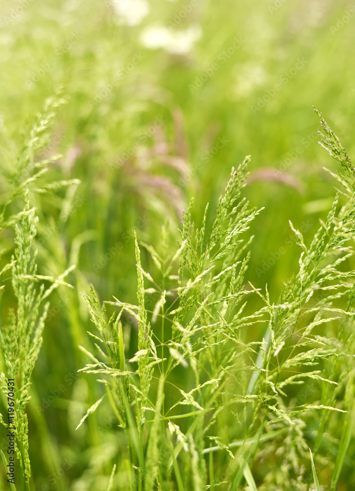 Obraz premium Green and pink grass on a spring meadow. Field with selective focus on the foreground. nature background. 