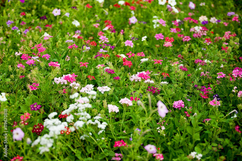 many outdoors colorful decorative flowers in garden