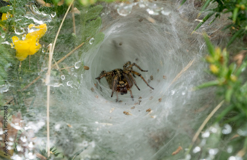 Araignée dans son nid en attente