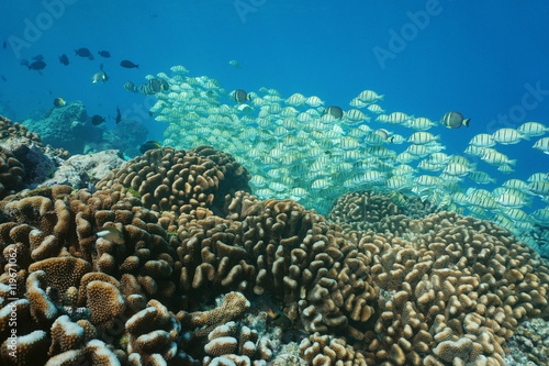 School of fish convict tang with some whitespotted surgeonfish and Cauliflower corals, underwater at the edge of a reef barrier, Tuamotu, south Pacific ocean, French Polynesia