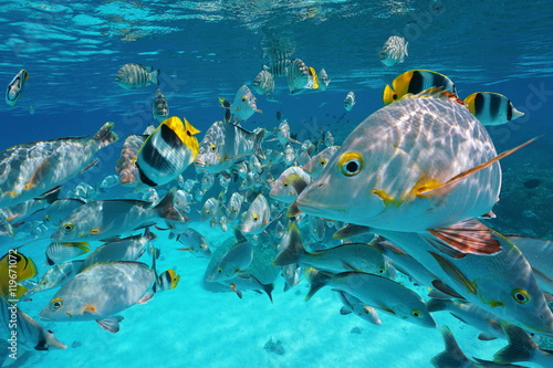 Shoal of tropical fish, mostly humpback red snapper with some butterflyfish and damselfish, underwater close to the surface and the camera, lagoon of Rangiroa, Pacific ocean, French Polynesia