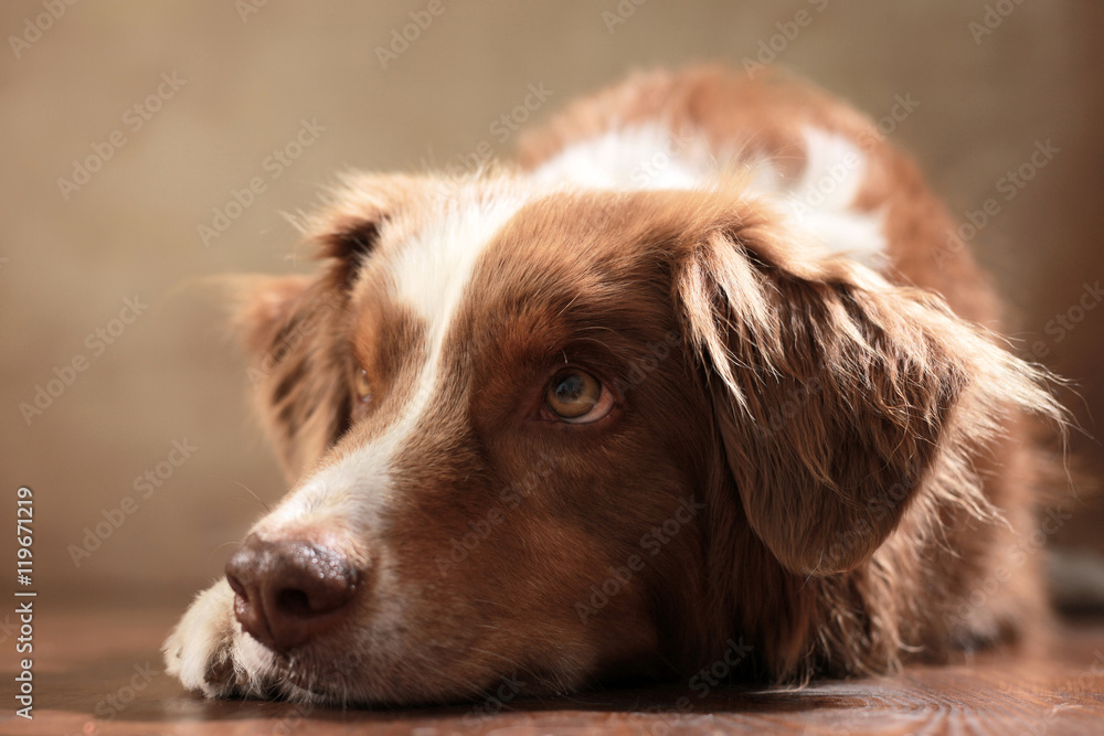 Australian Shepherd im Studio Australian Shepherd im Studio