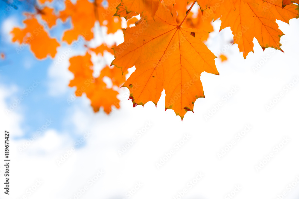 Obraz premium Autumn red leaves