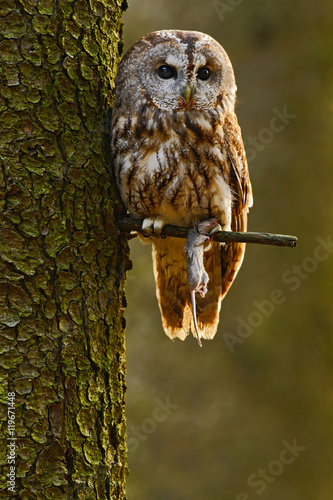 Bild auf Leinwand Tawny owl in the forest with mouse in the talon