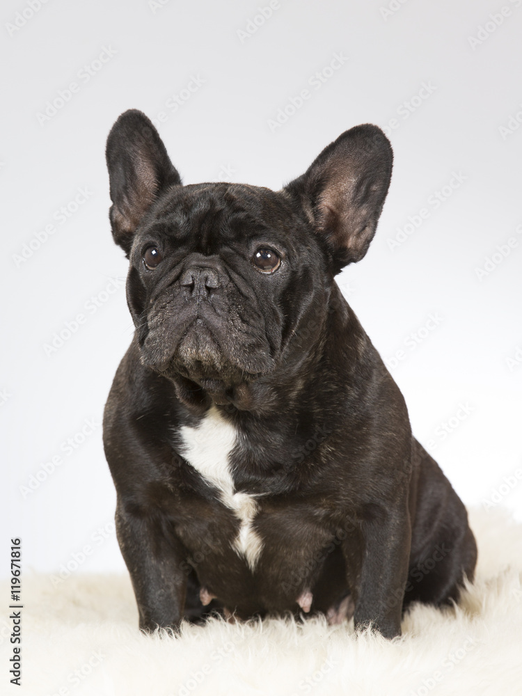 French bulldog portrait. Image taken in a studio. French bulldog portrait. Image taken in a studio.
