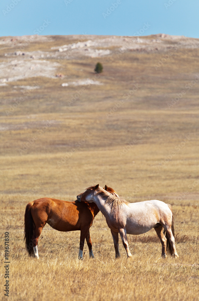 A pair of young horses in a meadow in spring A pair of young horses in a meadow in spring