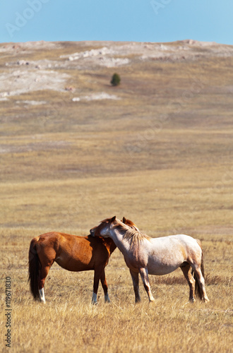 A pair of young horses in a meadow in spring