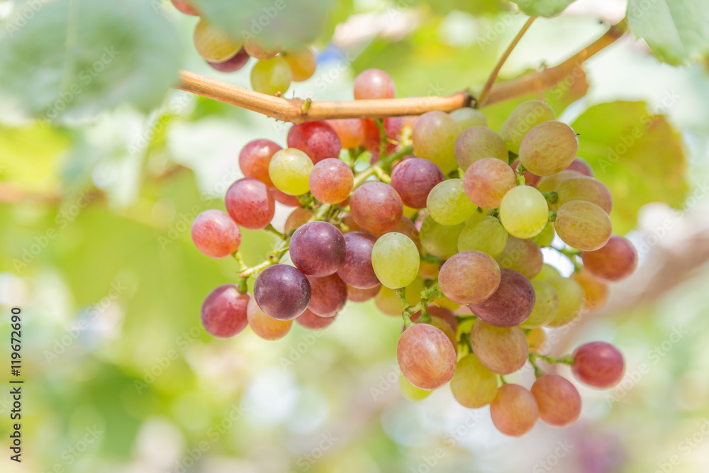 grapes in the vineyard grapes in the vineyard